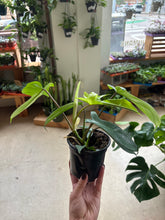 Load image into Gallery viewer, 4" Phil. Florida Green
