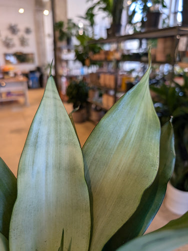 moonshine snake plant