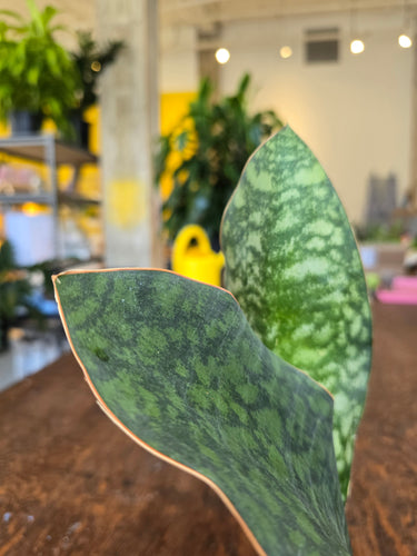 whale fin snake plant