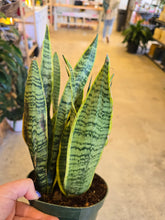 Load image into Gallery viewer, assorted snake plant
