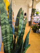 Load image into Gallery viewer, assorted snake plant
