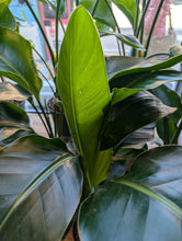 Load image into Gallery viewer, bird of paradise leaves
