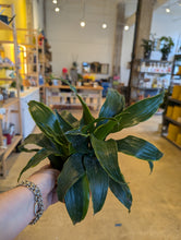 Load image into Gallery viewer, dracaena dragon plant
