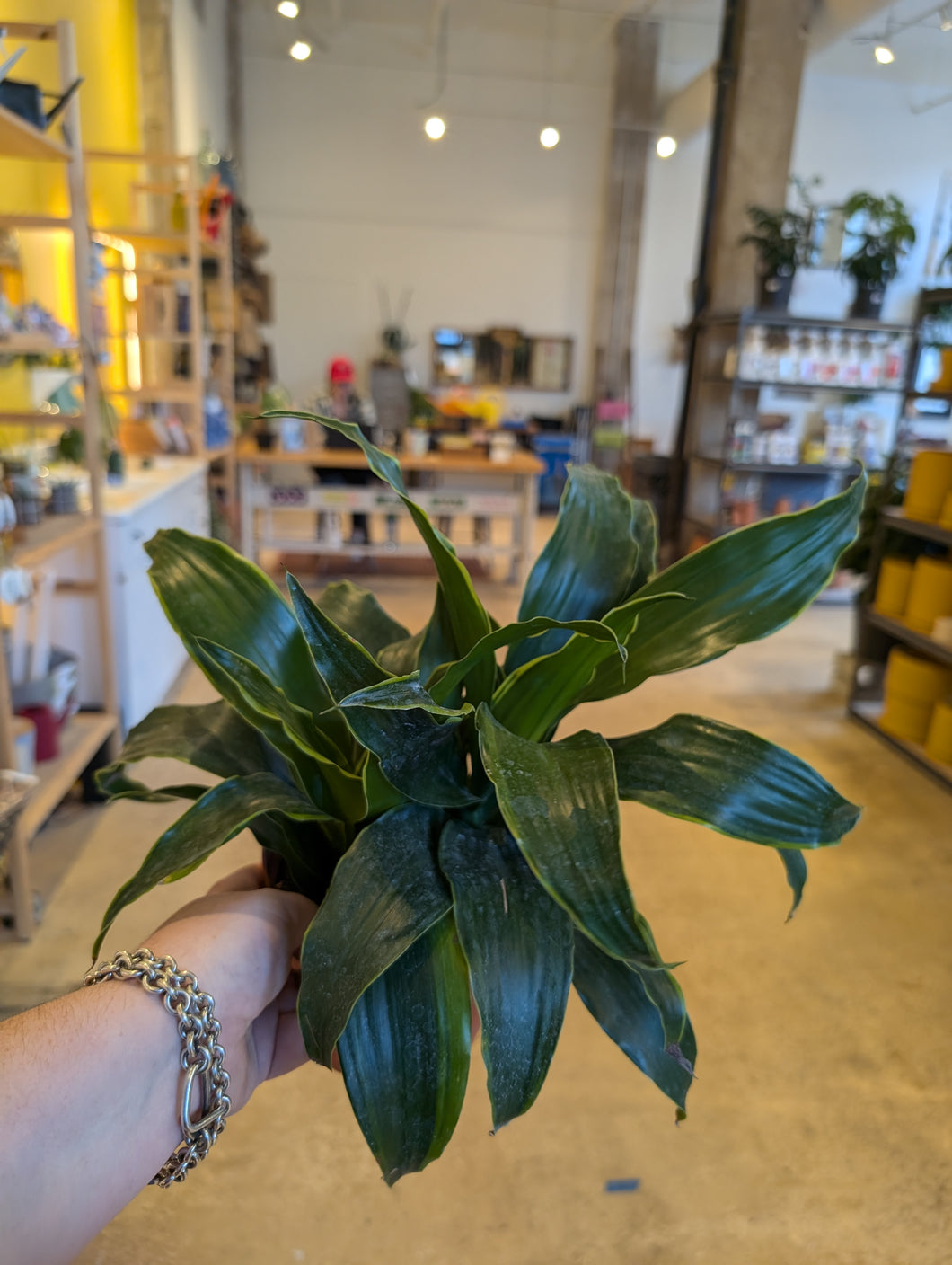 dracaena dragon plant