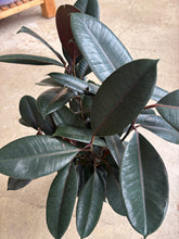 Load image into Gallery viewer, 6&quot; Ficus Audrey
