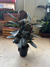 Load image into Gallery viewer, 6&quot; Ficus Audrey
