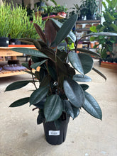 Load image into Gallery viewer, 6&quot; Ficus Audrey
