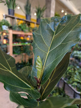 Load image into Gallery viewer, 6in ficus lyrata leaves
