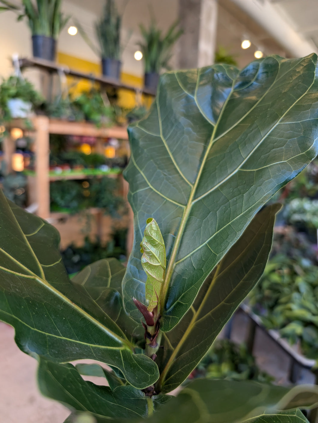 6in ficus lyrata leaves