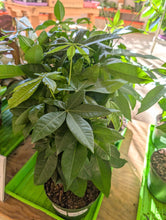 Load image into Gallery viewer, money tree plant leaves
