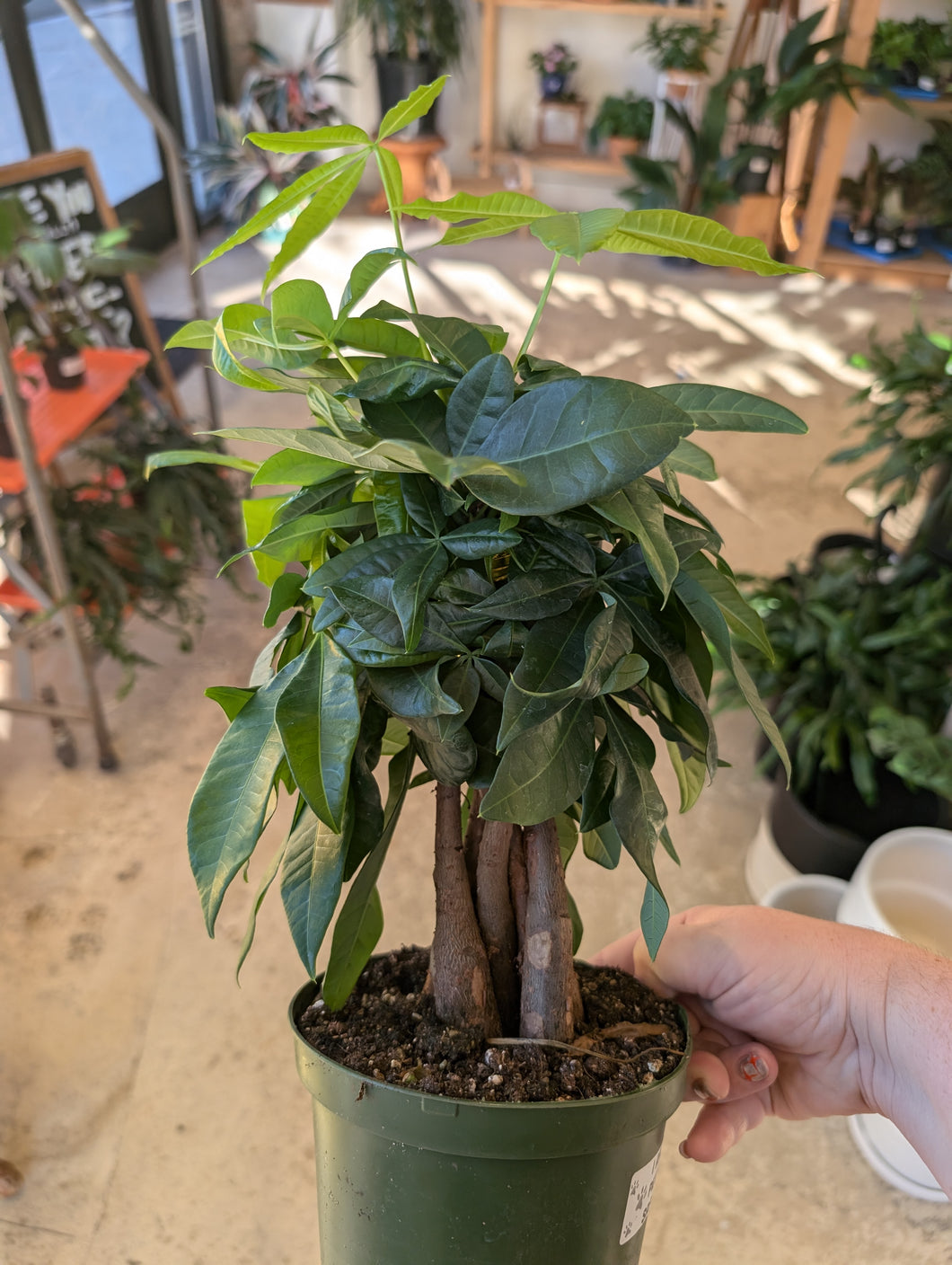 money tree plant