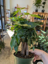 Load image into Gallery viewer, money tree plant
