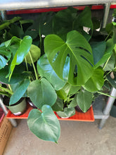 Load image into Gallery viewer, monstera deliciosa plant
