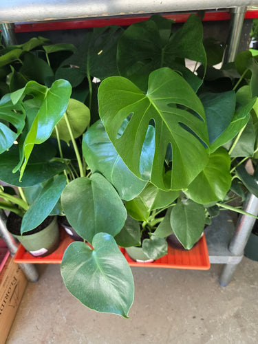 monstera deliciosa plant