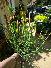 Load image into Gallery viewer, pencil cactus
