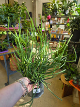 Load image into Gallery viewer, pencil cactus
