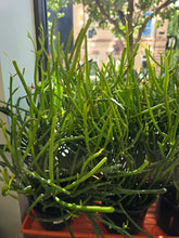 Load image into Gallery viewer, pencil cactus
