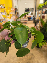 Load image into Gallery viewer, pilea peperomioides
