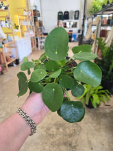 Load image into Gallery viewer, pilea peperomioides
