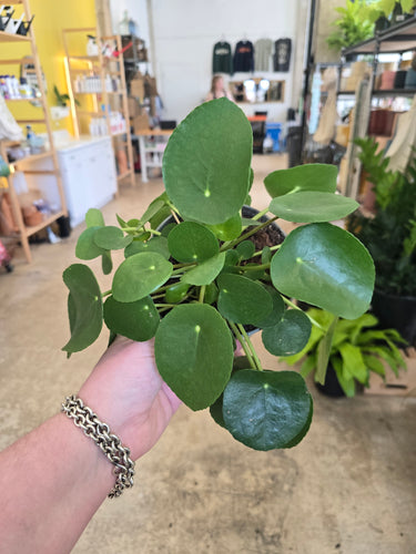 pilea peperomioides