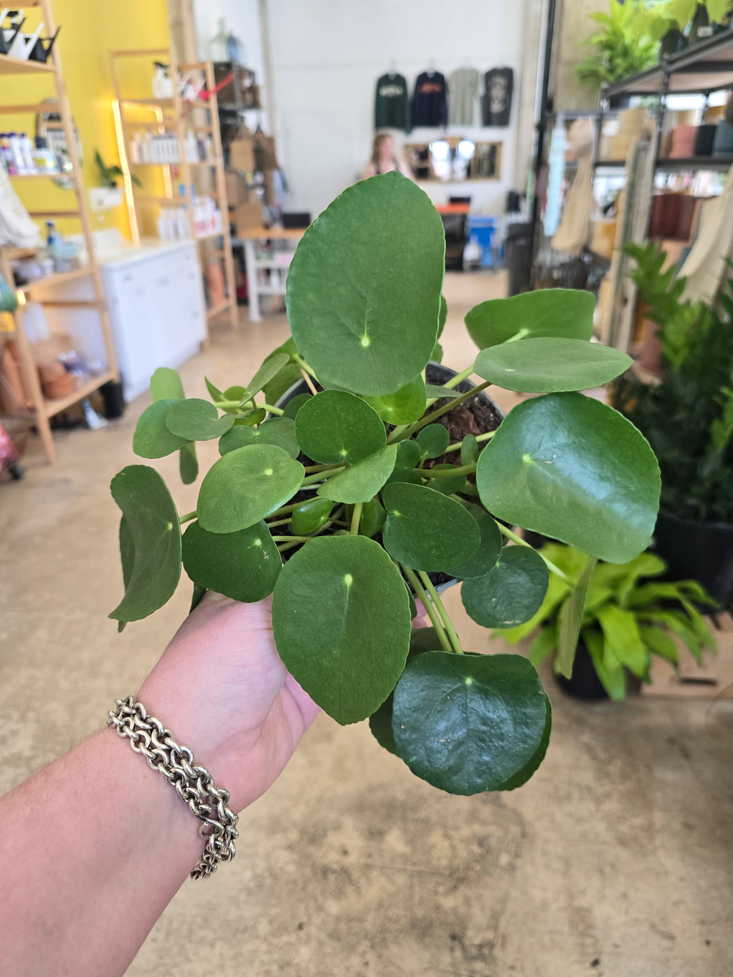 pilea peperomioides