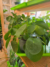 Load image into Gallery viewer, pilea peperomioides
