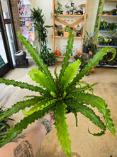 Load image into Gallery viewer, 6in birds nest fern leaves
