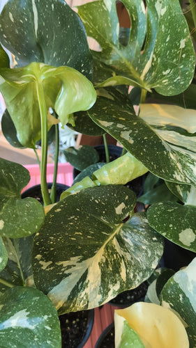 monstera thai constellation plant