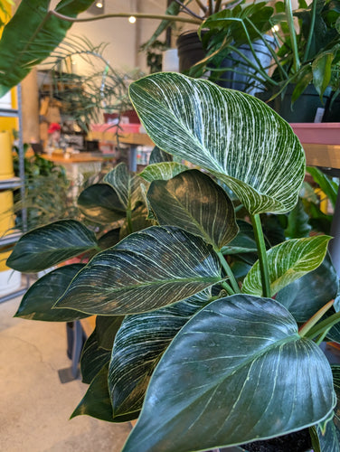 philodendron birkin plant