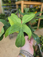 Load image into Gallery viewer, philodendron florida ghost plant
