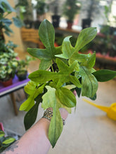 Load image into Gallery viewer, philodendron florida ghost 
