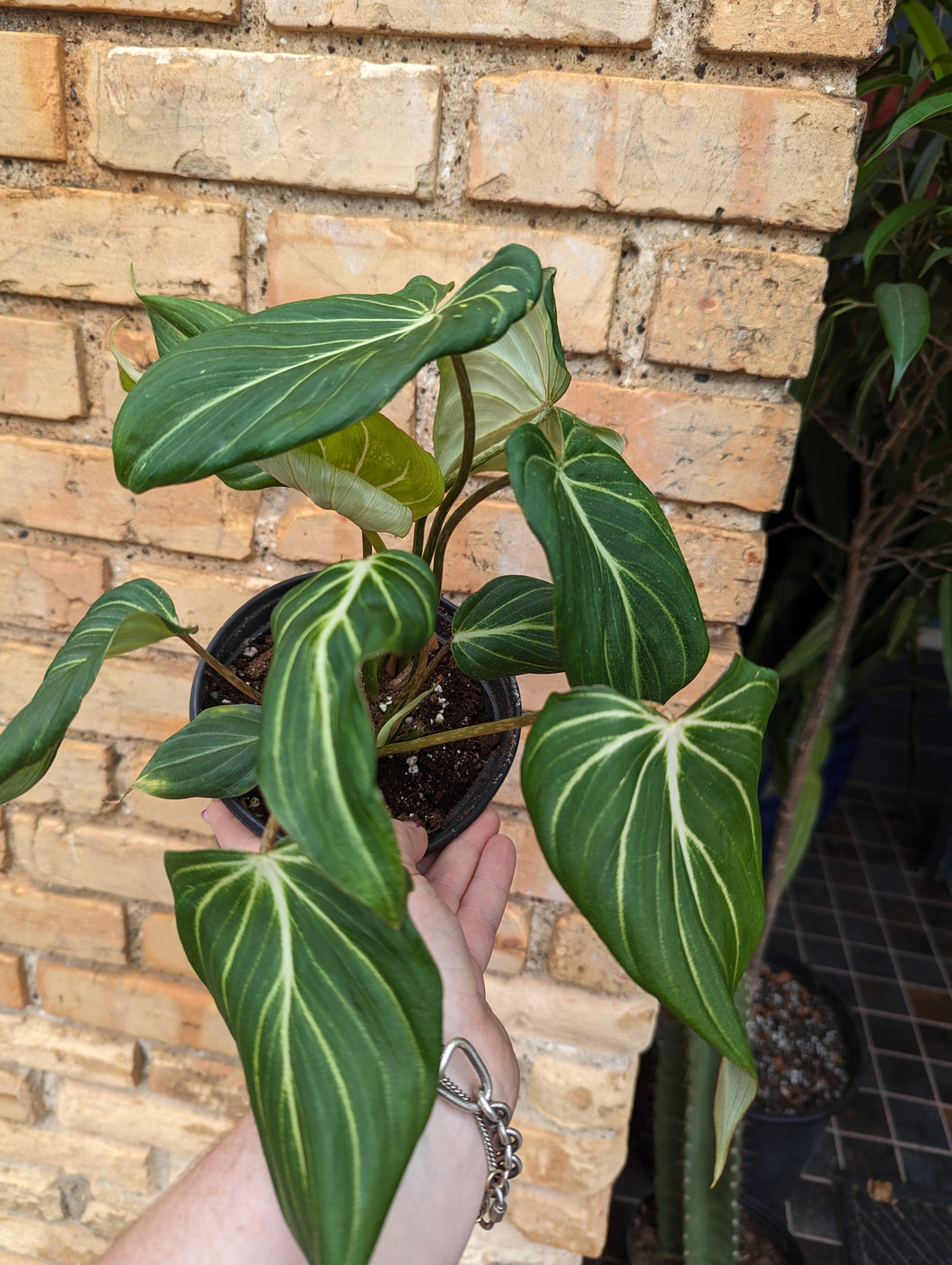 philodendron gloriosium plant