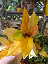 Load image into Gallery viewer, philodendron prince of orange
