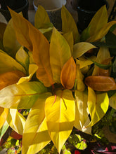 Load image into Gallery viewer, philodendron prince of orange plant
