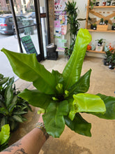 Load image into Gallery viewer, 6in birds nest ferns

