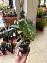 Load image into Gallery viewer, 4" Philodendron Gloriosum
