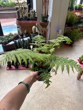 Load image into Gallery viewer, 6" Australian Tree Fern
