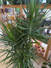 Load image into Gallery viewer, 14" Dracaena Marginata
