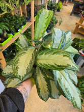 Load image into Gallery viewer, aglaonema plant
