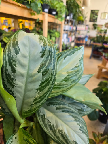 aglaonema leaves
