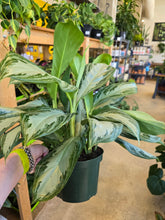 Load image into Gallery viewer, aglaonema plant
