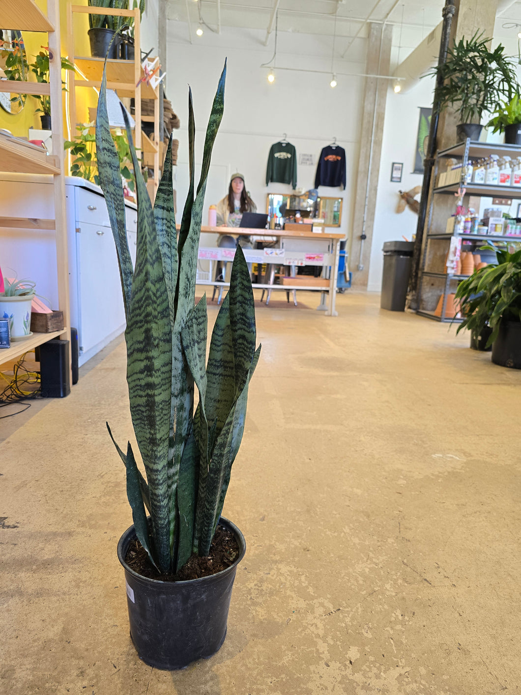 snake plant