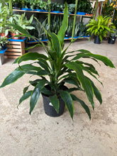 Load image into Gallery viewer, 8&quot; Dracaena &#39;Art&#39; Carmen
