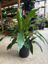 Load image into Gallery viewer, 8&quot; Dracaena &#39;Art&#39; Carmen
