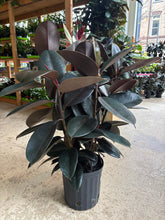 Load image into Gallery viewer, 8&quot; Ficus elastica

