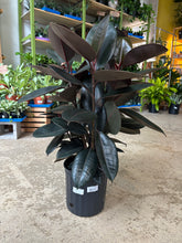 Load image into Gallery viewer, 8&quot; Ficus elastica
