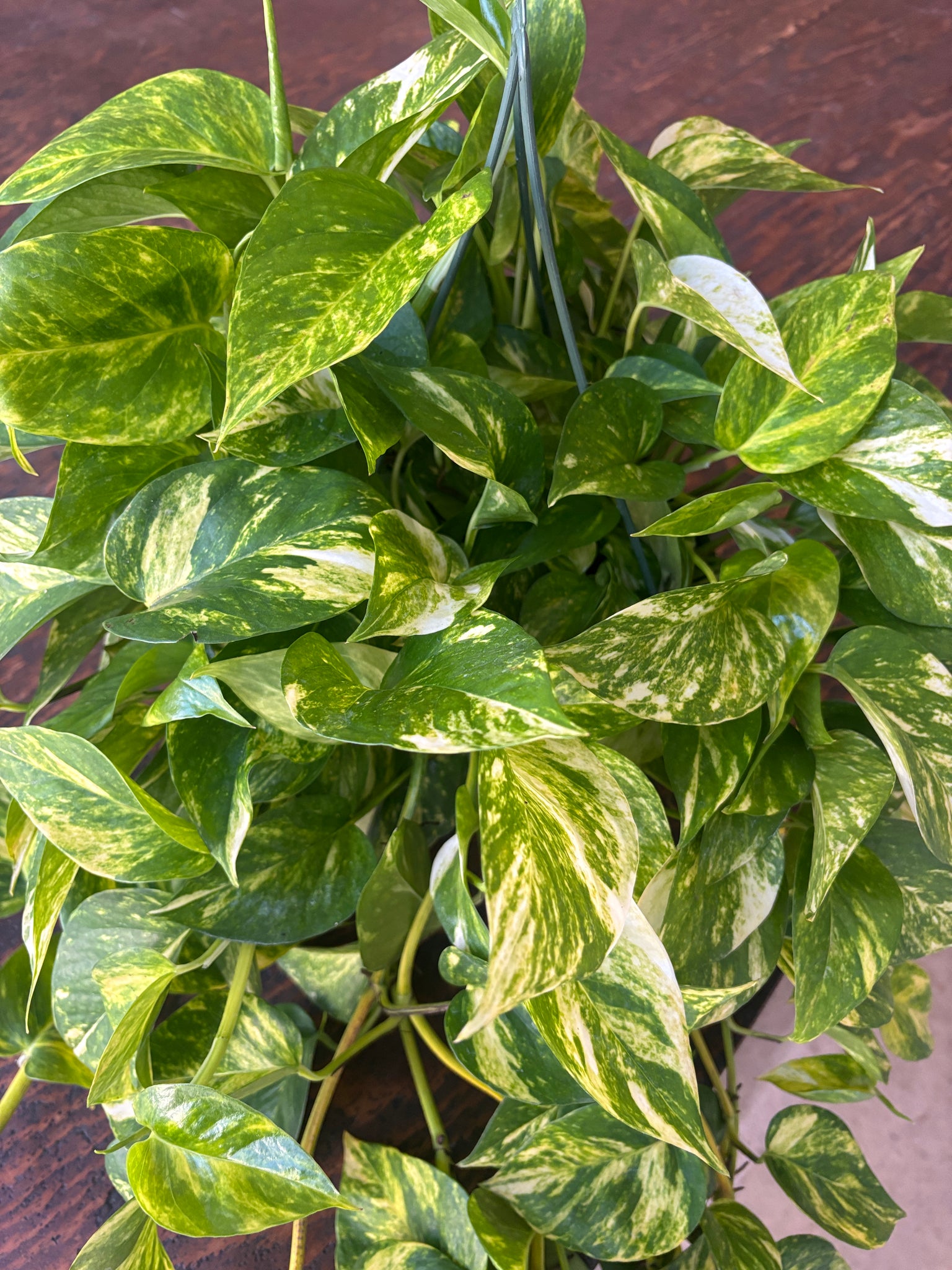 hb pothos golden 8" Golden Pothos HB – Copperline Plant Co