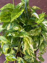 Load image into Gallery viewer, golden pothos hanging basket
