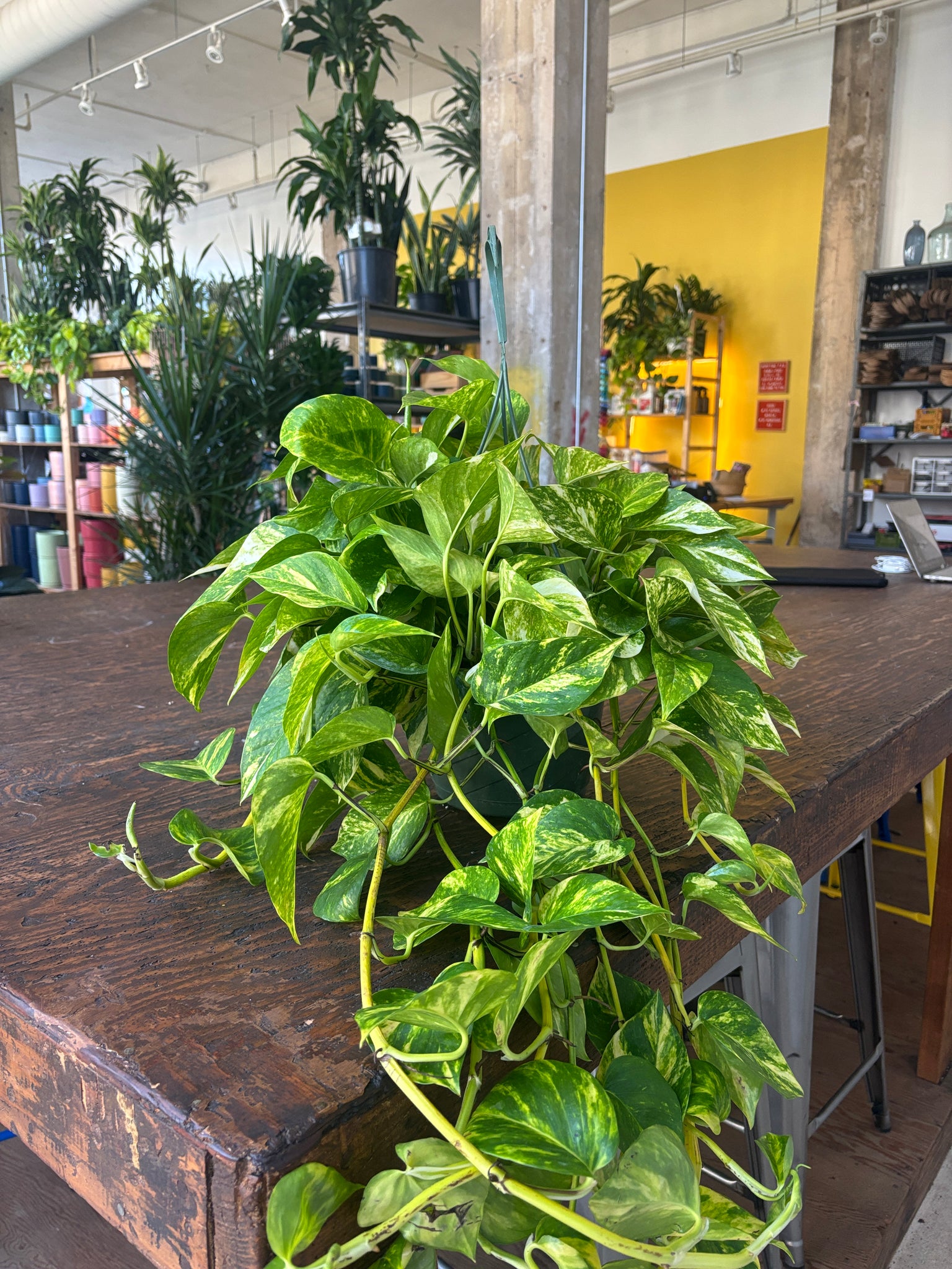 golden pothos hanging basket 8" Golden Pothos HB – Copperline Plant Co