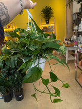 Load image into Gallery viewer, marble queen pothos hanging basket
